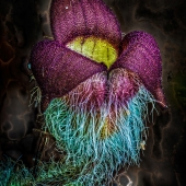 Shirey (1) Img #2  Asarum