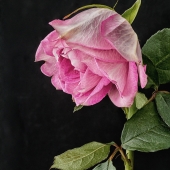 Simon (1) Img #4  Droopy Rose