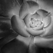 Slezak (1) Img #5  Succulent