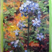 Sollinger (1) Img #1  Forget Me Not