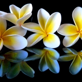 Solomon (2) Img #4   Night Frangipani