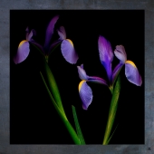 Stacy (1) Img #3 Night Iris Twins