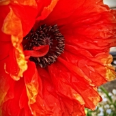 Storey (1) Img #2  Flame Poppy, Side View
