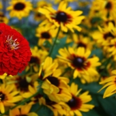 Swauger (1) Img #1  Red Flower