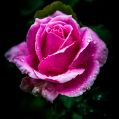 Swift-A (1) Img #1  Rose Rain
