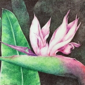 Takemoto (1) Img #1 Bird of Paradise