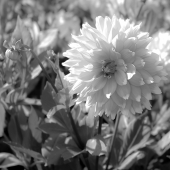 Teetelli (1) Img #4  Monet's Gardens VII