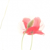 Timberlake (1) Img #3 Red Poppy Ketto