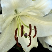 Tomlin (1) Img #2 Luminous Asiatic Lily