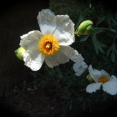 Ungermann-Marshall (1) Img #5  Matilija Canyon