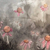 Vazquez (1) Img #1  Echinacea