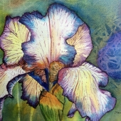 Volpe (1) Img #1 Iris