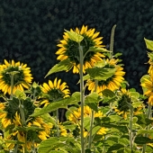 Waldrop (1) Img #4  Sun Lights