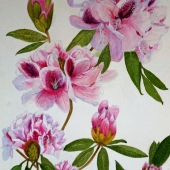 Curwen (1) Img #1  Rhododendrons