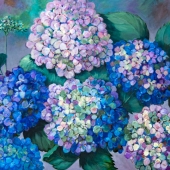 Veerkamp-Schwab (1) Img #1  Magnificent Hydrangea