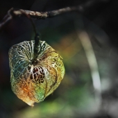 Hegland (1) Img #2  Soul Cages