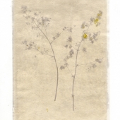 Heritage-Tilley (3) Img #2  Anthotype 2