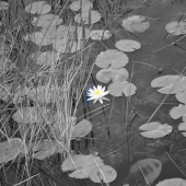 Kendall (1) Img #1  Standing Proud