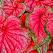 HM - Photo - Grimes (1)2 Img #1 Caladium