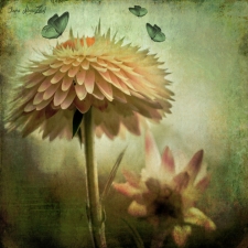 7th Place - Overall - Abou-Zolof (1) Img #4  Paper Daisy