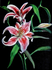 SAMSUNG DIGIMAX D530