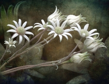 2nd Place - Overall - McDermott (1) Img #1  Flannel Flowers