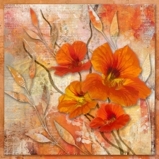 5th Place - Overall - Mierau-Klein (1) Img #1 Nasturtium Cheer