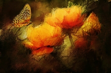 9th Place - Overall - Reasner (1) Img #5  Tulips with Butterfly