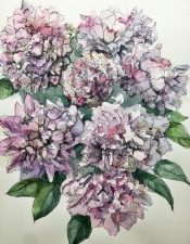 4th Place - Overall - Veerkamp-Schwab (1) Img #2  The Shrubby Peony