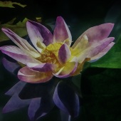 3rd Place – Overall - Shelley Benjamin - “Shadow and Light” – www.artboja.com/art/w6ytal