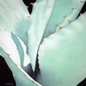 8th Place – Overall - Nanc Gordon - “Agave Abstraction” – www.nancgordon.com