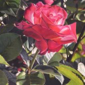 Robin Manelis - “Brilliant Bloom” –  www.robinmanelis.com