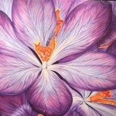 Nadine Surjik - “Diva” – www.nadinesurjik.com