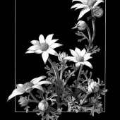 Linda Lunnon - “Flannel Flowers III” – www.lindalunnon.com