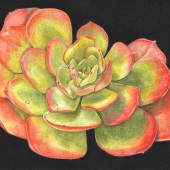Ro Bancroft - “Echeveria x imbricata” – www.robancroftart.pb.studio