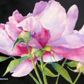 Judith Freeman Clark - “Peony Awakening II” – www.judithfreemanclark.net
