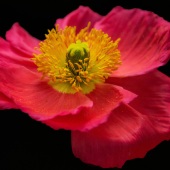 Amy Bowes - “Poppy in Pose” – www.amy-bowes.myportfolio.com/photo-art