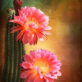 Laura Lipke - “Desert Beauty Queen” – www.lauralipke.com