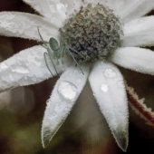 Ilona Abou-Zolof - “Spider's Home” – www.zolol.net