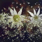 Ilona Abou-Zolof - “Flower Explosion” – www.zolol.net