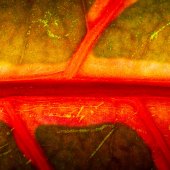 Ulla von Czekus - “Brushstrokes” – www.ullastudio.com