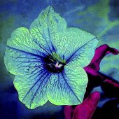 Alicia Beesley - “Floral Magic” – aliciabeesley.foliopic.com