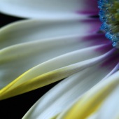 Dawn Marshall - “Good Side” – dlmarshallphoto@gmail.com