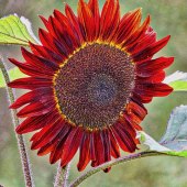 Margaret King - “Autumn Beauty” – www.inmybackyardmargaretaking.squarespace.com