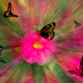 Margaret Kalms - “Pink Flower with Butterflies” – www.artboja.com/art/zg47s6