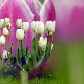 F.M. Kearney - “Tulip Compilation #2” – www.starlitecollection.com