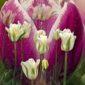 F.M. Kearney - “Tulip Compilation #5” – www.starlitecollection.com
