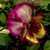 Y. Hope Osborn - “A Passing Butterfly” – www.artworkarchive.com/profile/yhopeosborn