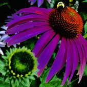 Aishwarya Patel - “Radiant's Pureness” – www.instagram.com/art_aishwarya45