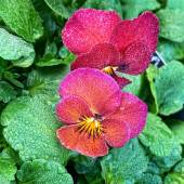 Athalie Taylor - “Raindrops on... Pansies” – www.artboja.com/art/eka9sg